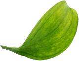 Organia